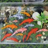 Kids Gift Cartoon Mini Koi Fish Ornament Resin Crafts Simulation Carp Figurines Cute DIY Small Fish Statue Aquarium